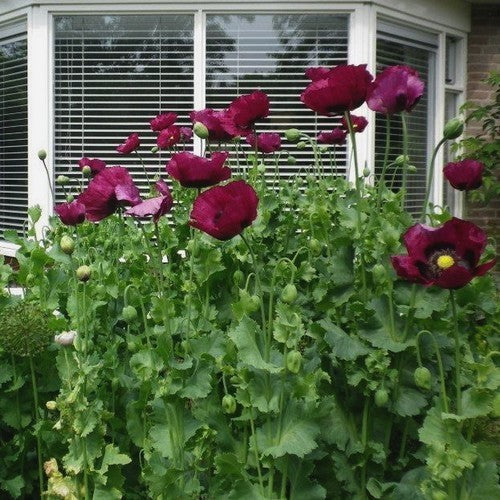 Papaver somniferum 'Purple Pleasure' / 'Lauren'S Grape''