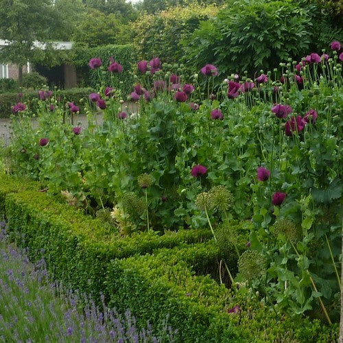 Papaver somniferum 'Purple Pleasure' / 'Lauren'S Grape''