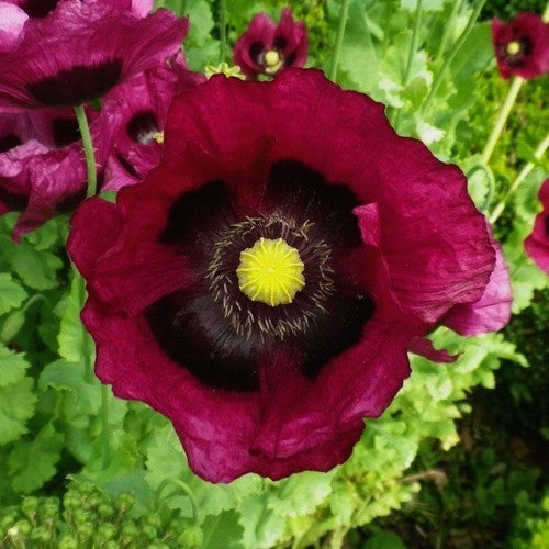 Papaver somniferum 'Purple Pleasure' / 'Lauren'S Grape''