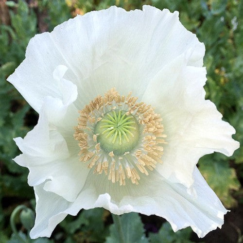Papaver somniferum 'Sissinghurst White'