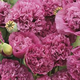 Papaver somniferum 'Violetta Blush' / 'Paeony Purple Passion'