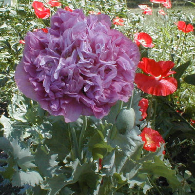 Papaver somniferum 'Violetta Blush' / 'Paeony Purple Passion'