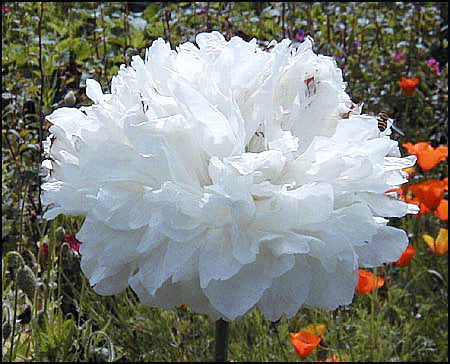 Papaver somniferum 'White Cloud'