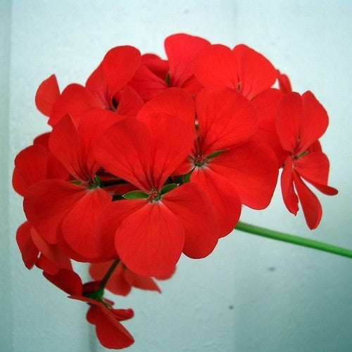 Pelargonium zonale 'Moulin Rouge' F1 / 'Horizon Red' F1