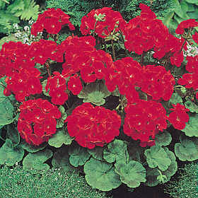 Pelargonium zonale 'Moulin Rouge' F1 / 'Horizon Red' F1