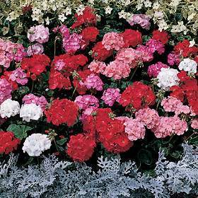 Pelargonium zonale 'Special Mop Head Mixed' F1 / 'Special Mu'