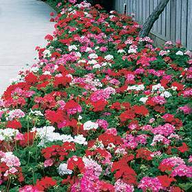 Pelargonium zonale 'Special Mop Head Mixed' F1 / 'Special Mu'