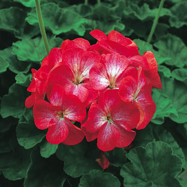 Pelargonium zonale 'Heiderose' F1 / 'Scarlet Eye' F1