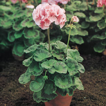 Pelargonium zonale 'Lachskönigin' F1 / 'Horizon Deep Salmon'