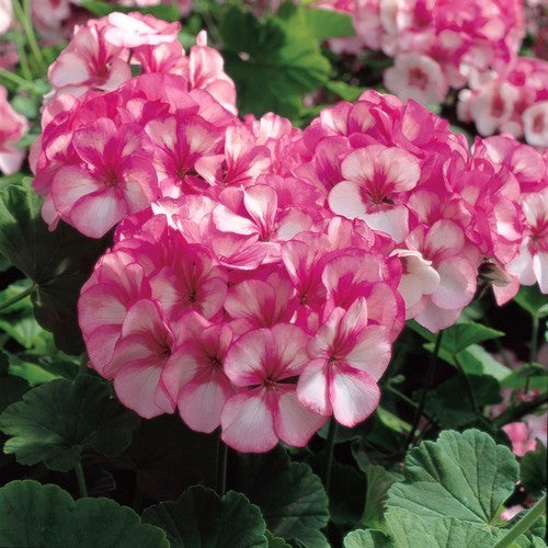 Pelargonium zonale 'Maverick Star'