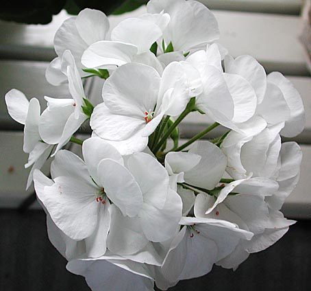 Pelargonium zonale 'Horizon Pure White'