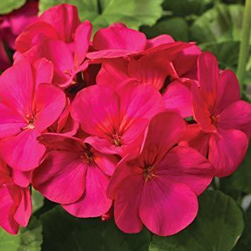 Pelargonium zonale 'Passion' F1 / 'Violet' F1 / ‘Maverick Vi’