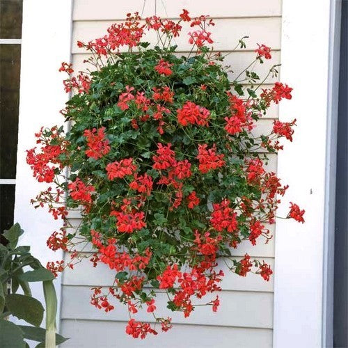 Pelargonium peltatum 'Red Queen' F1 / 'Speedy Red' S1