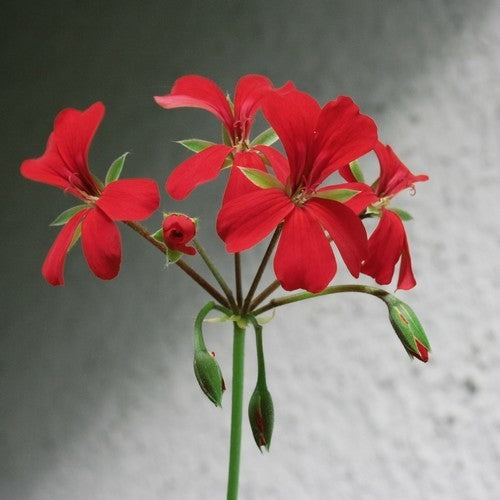 Pelargonium peltatum 'Red Queen' F1 / 'Speedy Red' S1