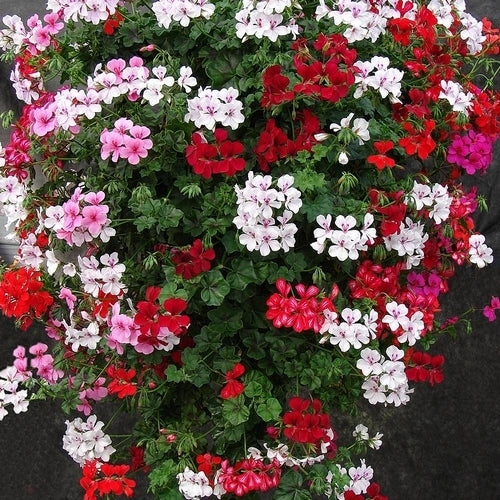 Pelargonium peltatum 'Summer Showers' F1