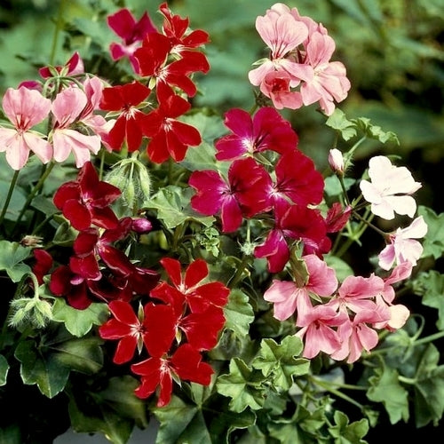 Pelargonium peltatum 'Summer Showers' F1