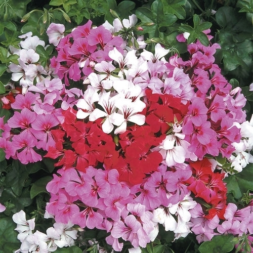 Pelargonium peltatum 'Summer Showers' F1
