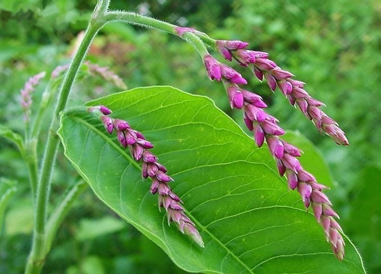 Persicaria orientalis