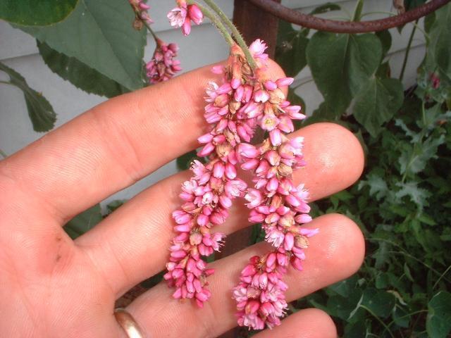 Persicaria orientalis
