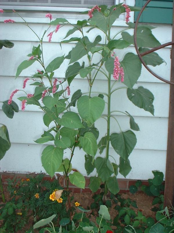 Persicaria orientalis
