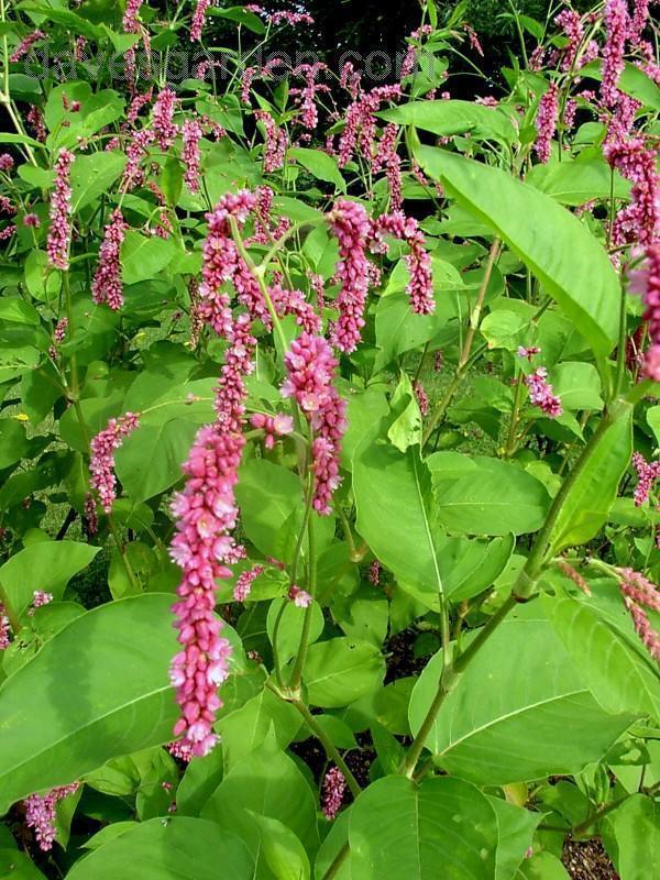 Persicaria orientalis