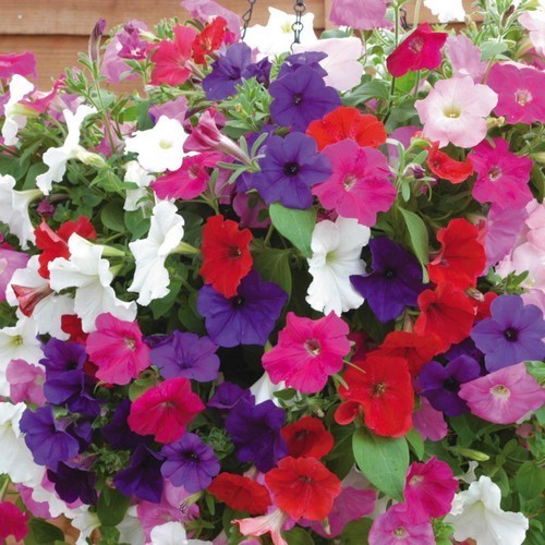Petunia x hybrida 'Bedding Mixed'