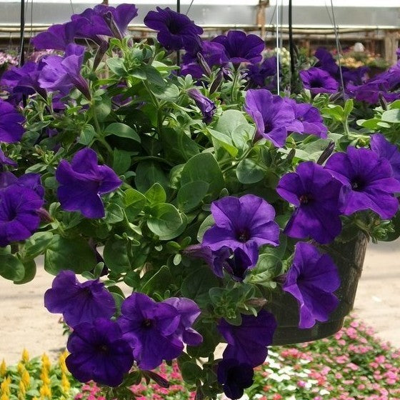 Petunia x hybrida 'Blauer Traum' F1 / 'Alderman'
