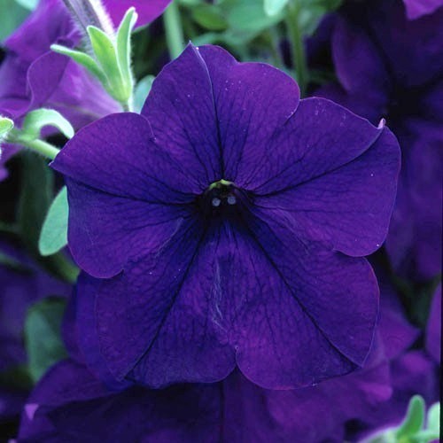 Petunia x hybrida 'Blauer Traum' F1 / 'Alderman'