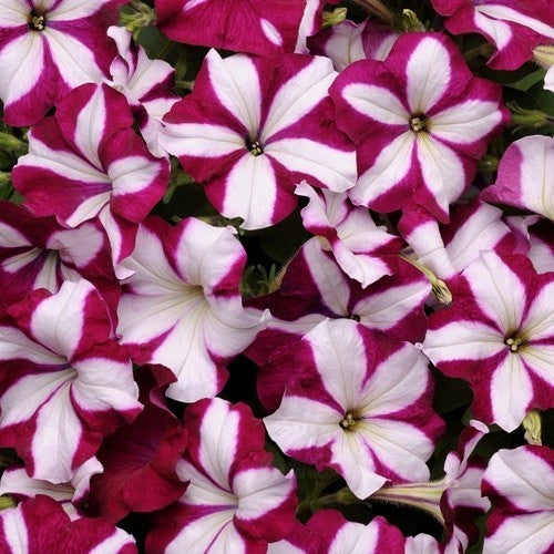 Petunia x hybrida 'Burgundy Star Wave' F1 / 'Tritunia Purple'