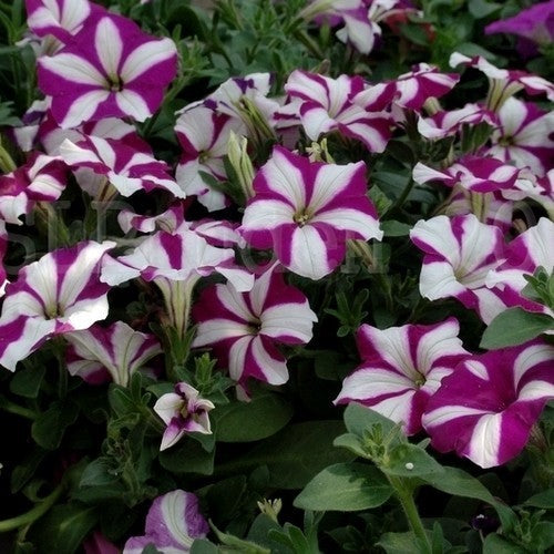 Petunia x hybrida 'Burgundy Star Wave' F1 / 'Tritunia Purple'