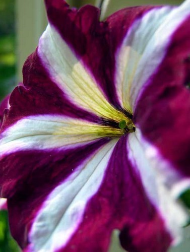 Petunia x hybrida 'Burgundy Star Wave' F1 / 'Tritunia Purple'