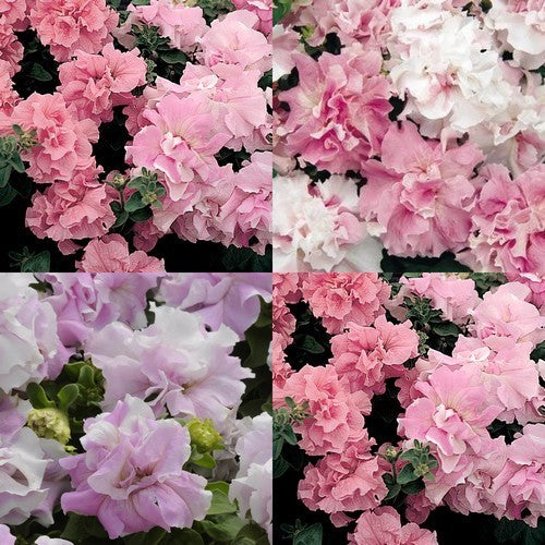 Petunia x hybrida 'Double Cascade Pink Orchid Mist' F1