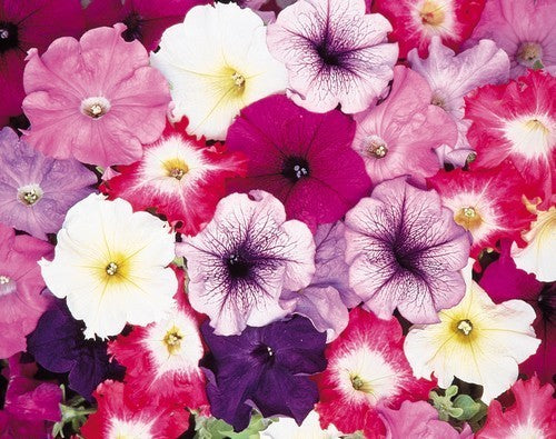 Petunia x hybrida 'Dream Mixture' F1 / 'Special Grandiflora'
