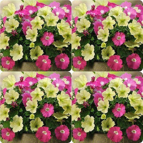Petunia x hybrida 'Flirtini'