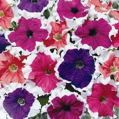 Petunia x hybrida 'Frost Mixed' F1
