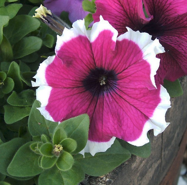 Petunia x hybrida 'Frost Mixed' F1