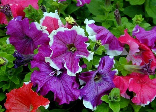 Petunia x hybrida 'Frost Mixed' F1