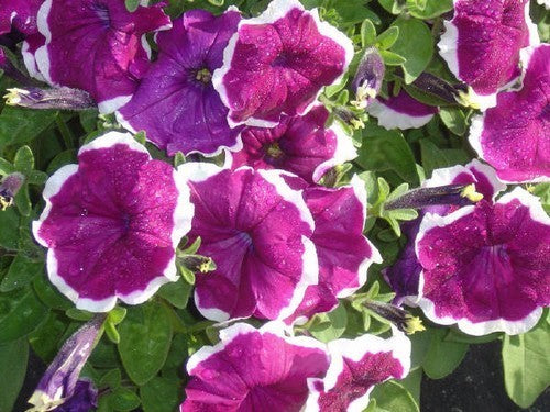 Petunia x hybrida 'Frost Mixed' F1