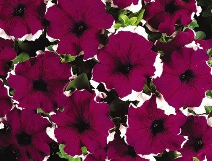Petunia x hybrida 'Frost Mixed' F1