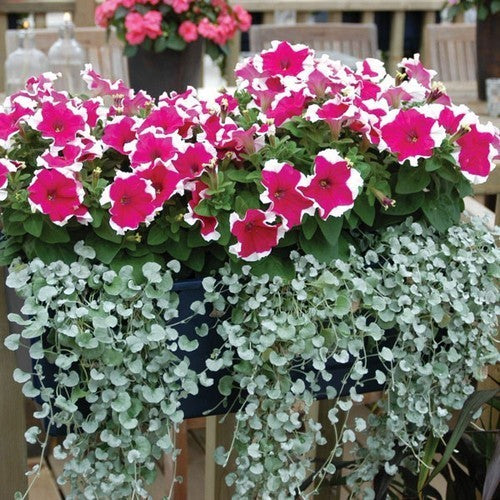 Petunia x hybrida 'Frost Mixed' F1