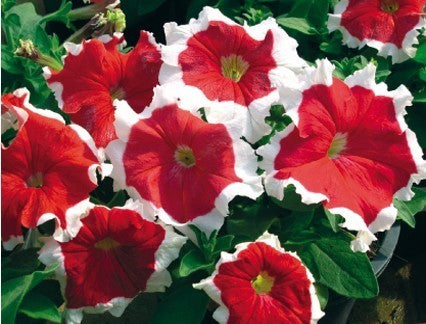 Petunia x hybrida 'Frost Mixed' F1