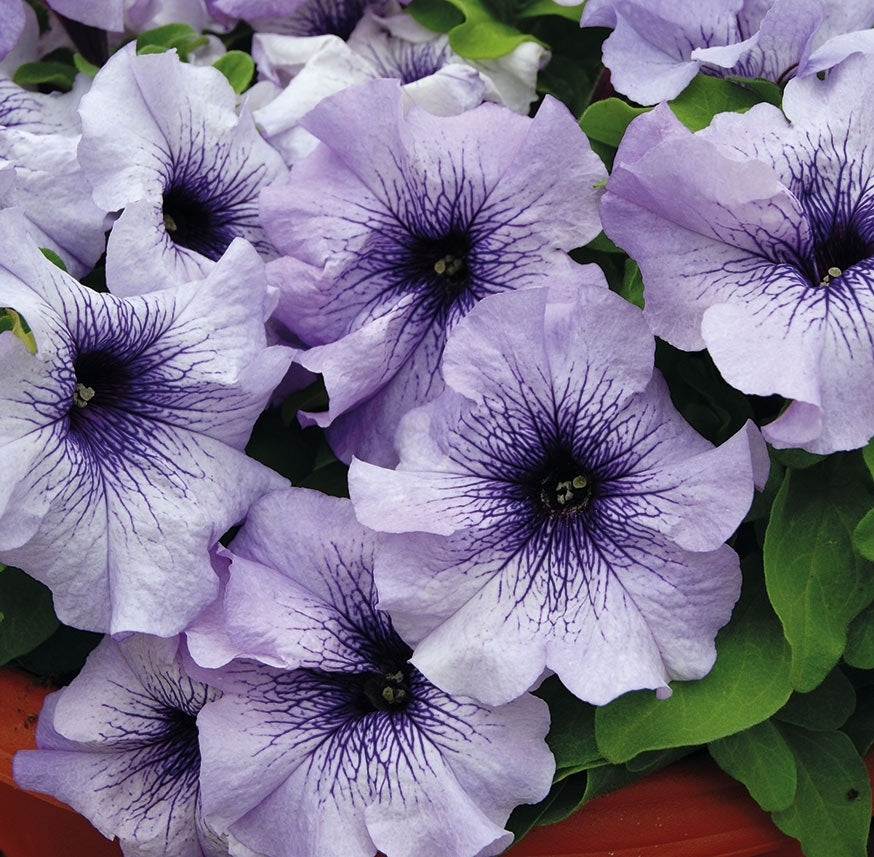 Petunia x hybrida 'Limbo GP Blue Veined'