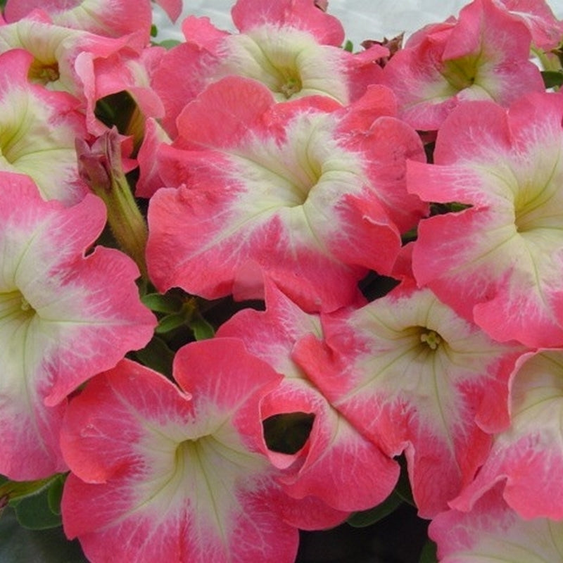Petunia x hybrida 'Limbo GP Pink Morn'
