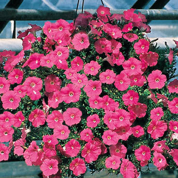 Petunia x hybrida 'Pink Wave' F1