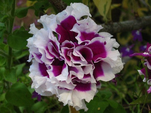 Petunia x hybrida 'Purple Pirouette' F1 / 'Cherry Tart' F1