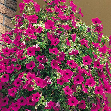 Petunia x hybrida 'Purple Wave' F1