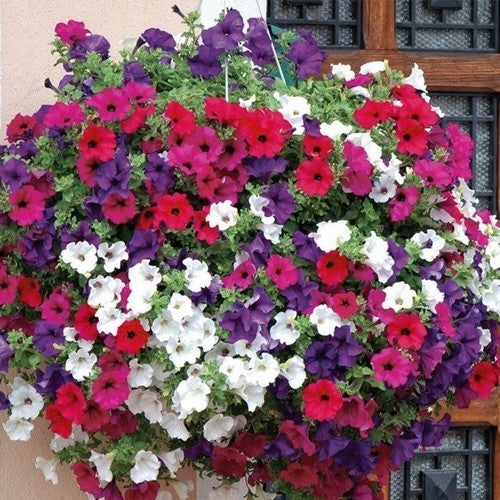 Petunia x hybrida 'Rapide Mixed' F1