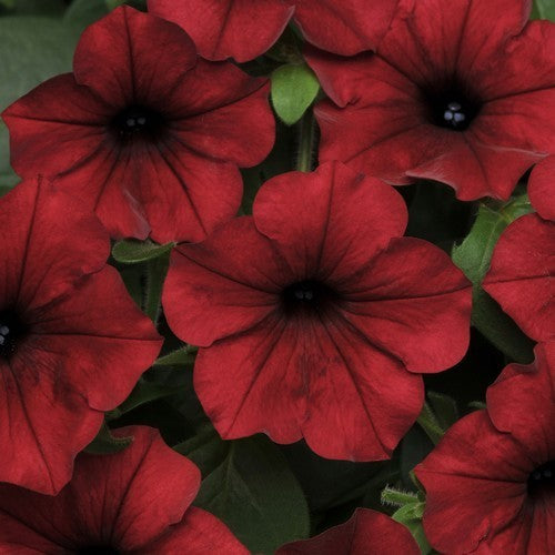 Petunia x hybrida 'Red Velour' (Tidal Wave-Type)