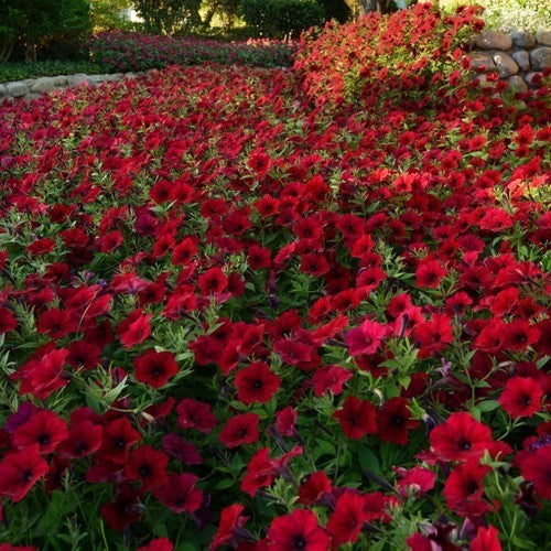 Petunia x hybrida 'Red Velour' (Tidal Wave-Type)