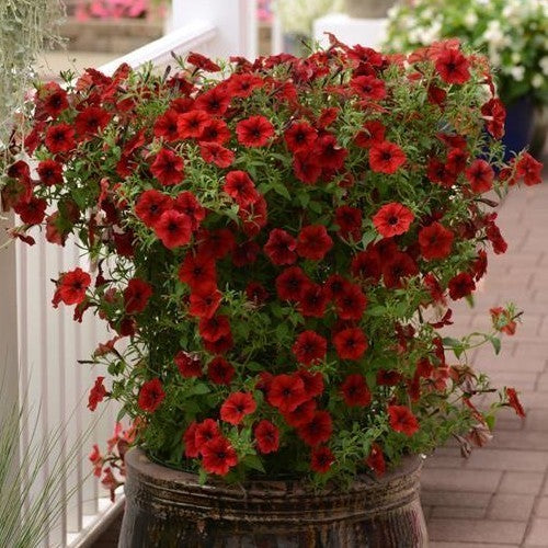 Petunia x hybrida 'Red Velour' (Tidal Wave-Type)
